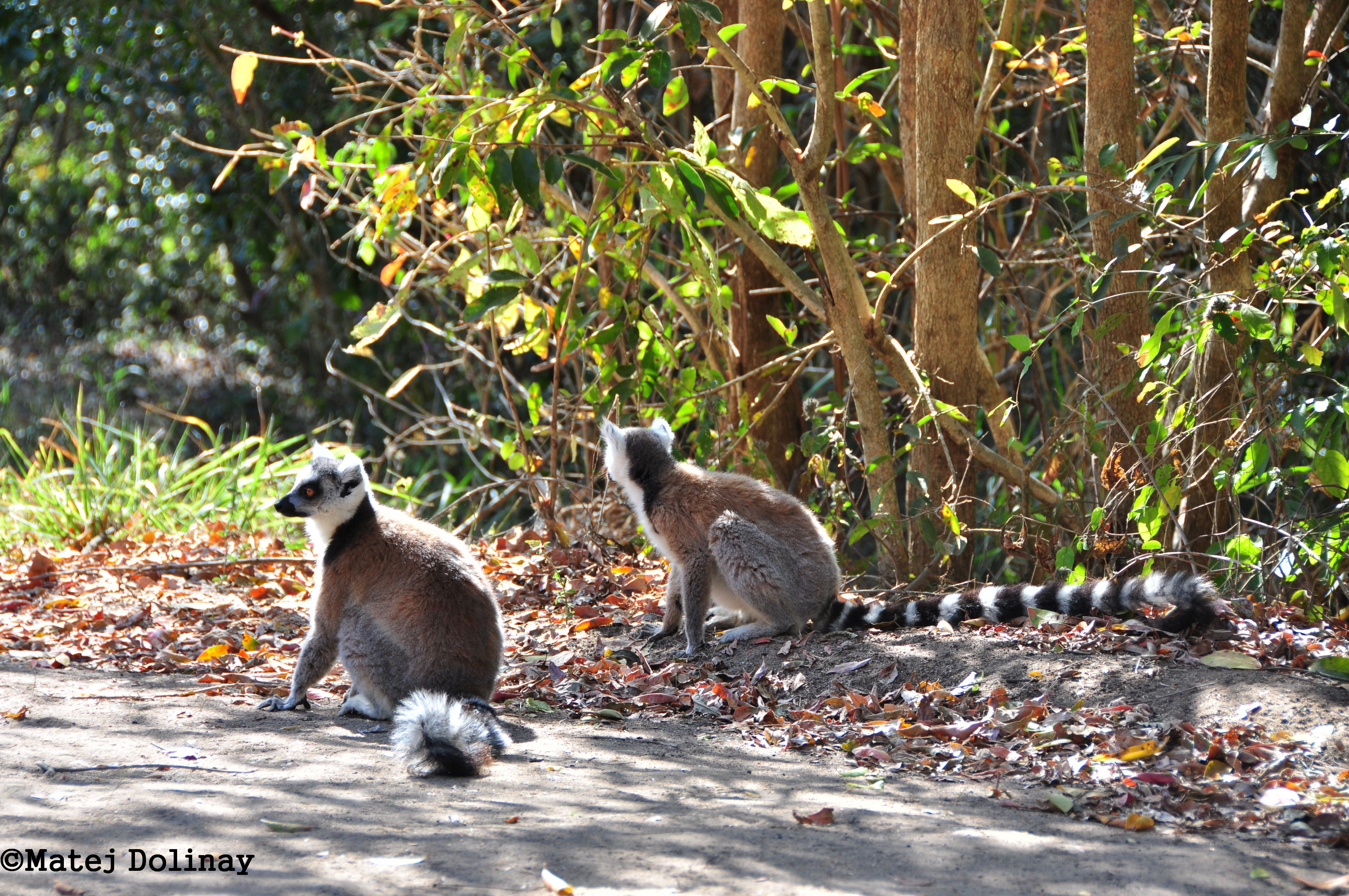 Lemuři kata (Lemur catta), Isalo, Madagaskar (foto: Matej Dolinay)