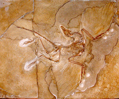 Evoluce - Archaeopteryx lithographica