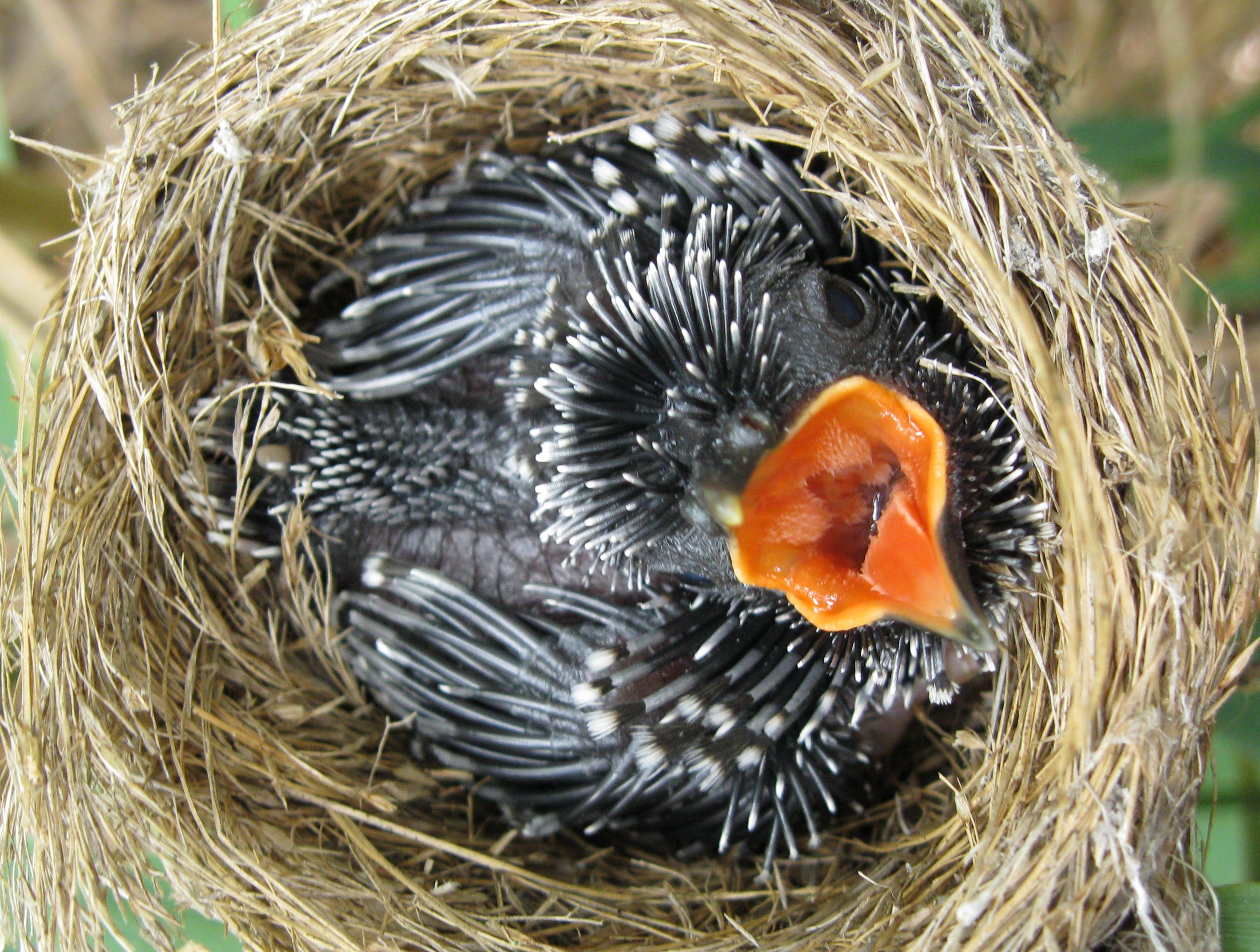 Ekologie - kukaččí mládě v hnízdě hostitele