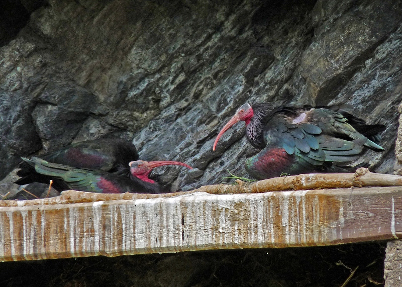 Ibis skalní (Geronticus eremita)