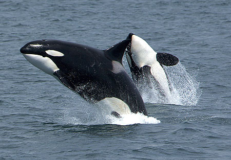 Populace kosatek dravých (Orcinus orca) trpí vlivem člověka (foto: Robert Pittman)