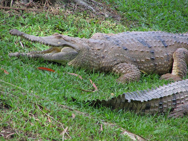 Krokodýl Johnstonův (Crocodylus johnstoni; foto: Benchill, Creative Commons Attribution 3.0 Unported license)