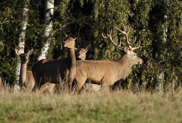 Mezi samci i samicemi jelenovitých působí silná hierarchie (foto: Petr Mückstein, www.bio-foto.com)