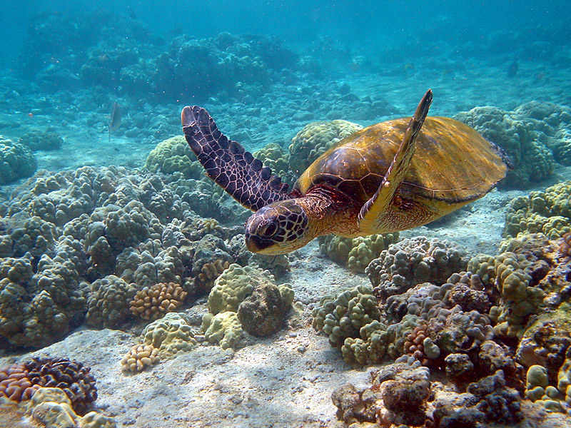 Kareta obrovská (Chelonia mydas) je jednou ze čtyř druhů indonéských mořských želv (foto: Brocken Inaglory, CC 3.0)