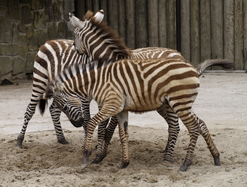 Po dosažení dospělosti opouštějí rodná stáda jedinci obou pohlaví (hříbata zebry stepní, Equus quagga)