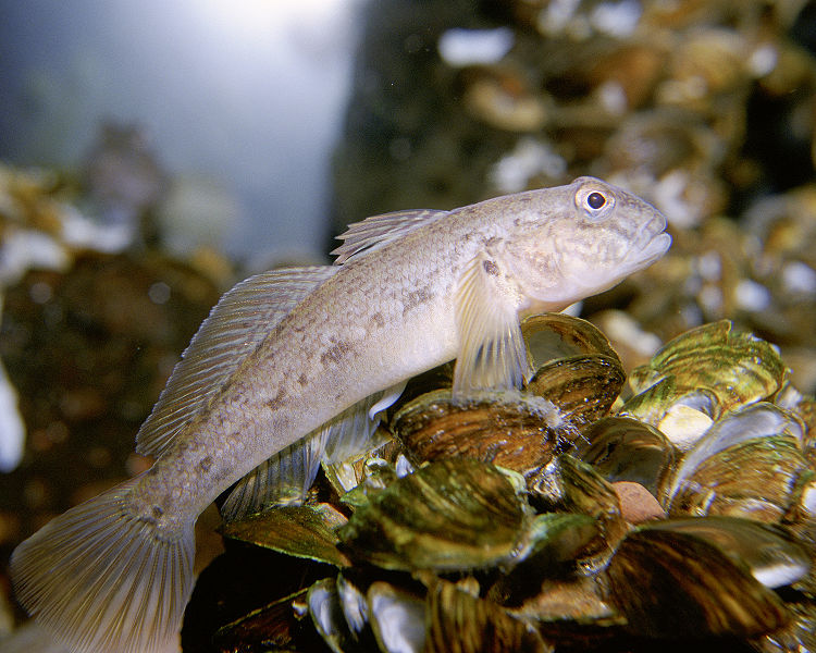 Hlaváč černotlamý (Neogobius melanostomus; foto: Eric Engbretson, U.S. Fish and Wildlife Service) je jedním z nepůvodních druhů nalezených v Temži