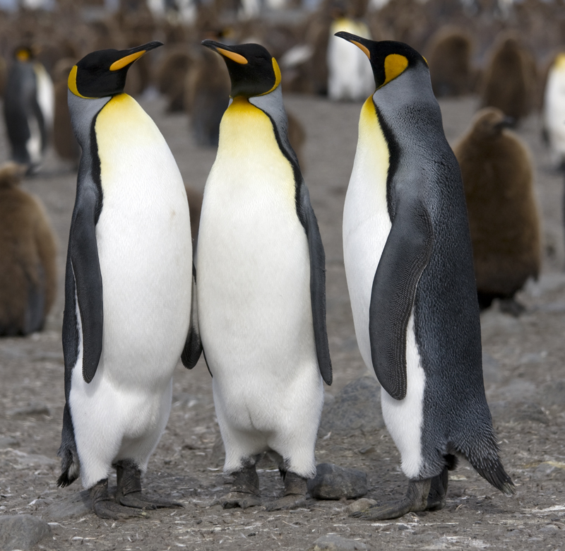 Tučňák patagonský je častým předmětem zájmu vědců (foto: Samuel Blanc, Wikimedia)