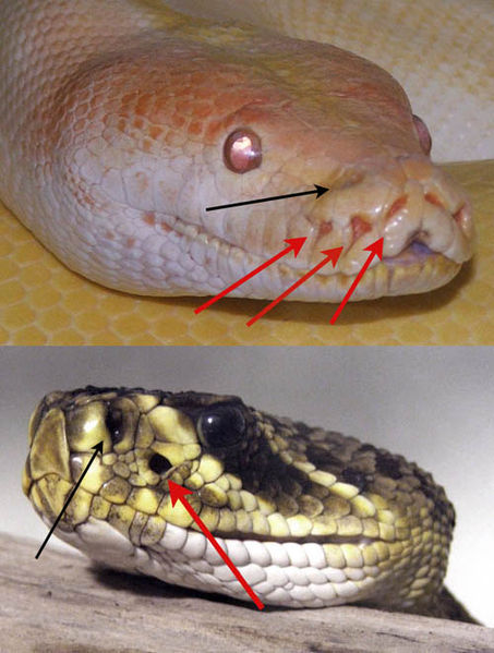 Umístění termoreceptorů (červená šipka) u krajty (nahoře) a chřestýše (dole) (foto: Serpent nirvána, Wikimedia)