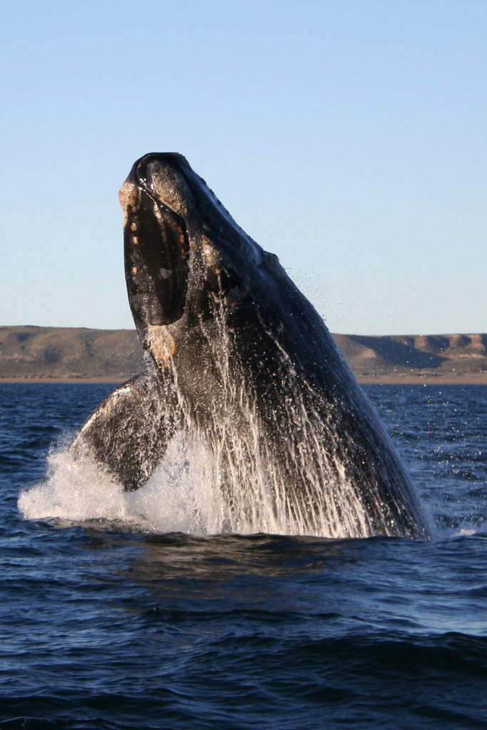 Ekologie - velryba jižní