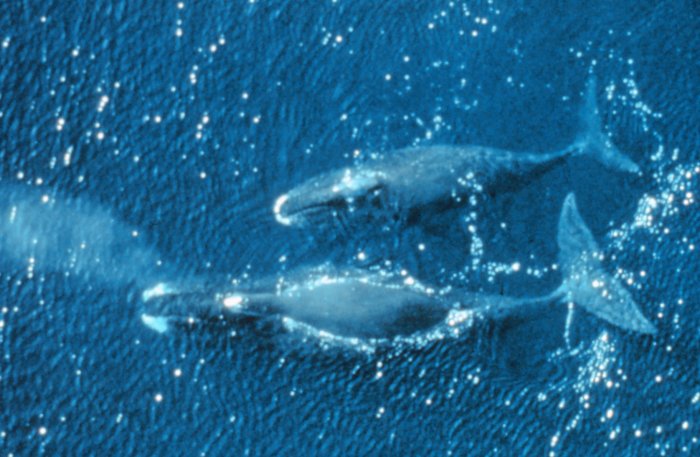 Velryba grónská (foto: Národní úřad pro oceán a atmosféru)