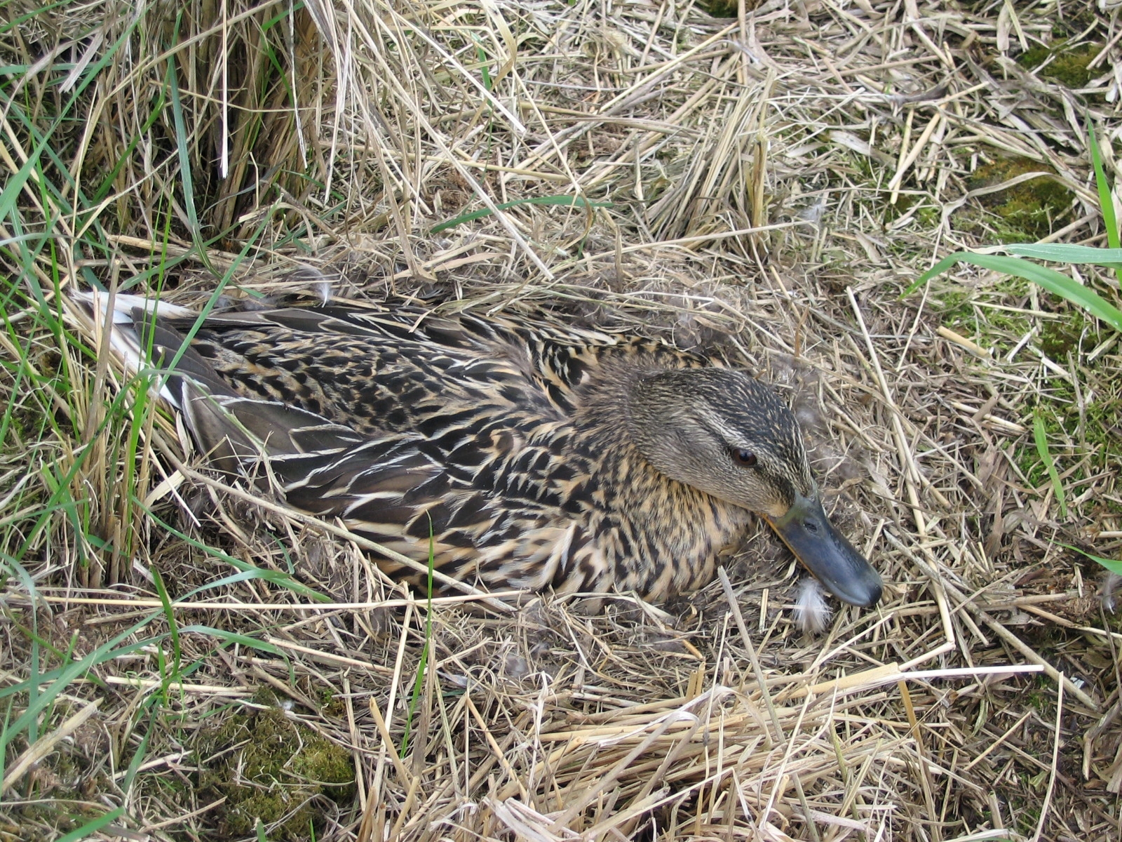 Ekologie - samice kachny divoké na hnízdě