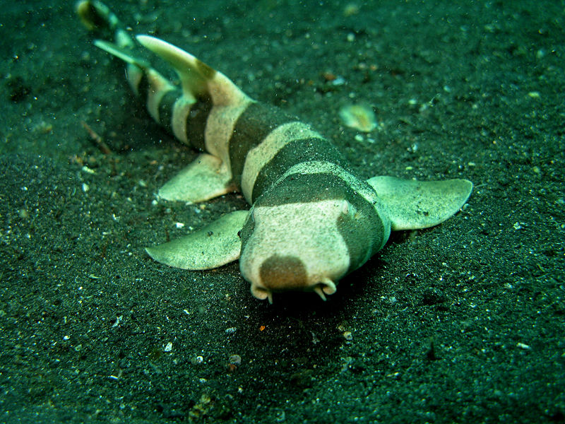 Mladí jedinci žralůčka skvrnitého (Chiloscyllium punctatum) se před napadením chrání Batesovskými mimikry (foto: Steve Childs, CC 2.0)