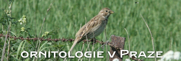 Pražská ornitologie